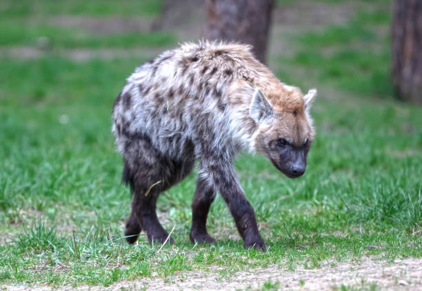 istock Spotted hyena (Crocuta crocuta), walking in nature 2040323264