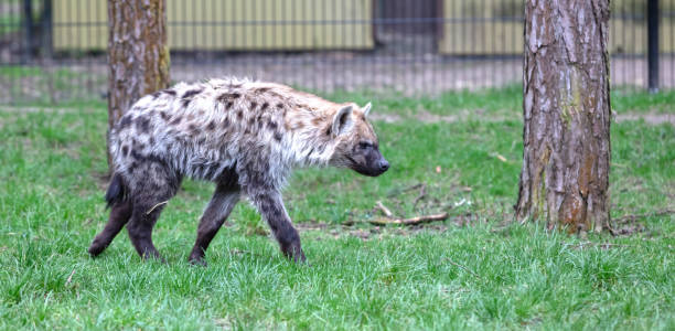 istock Spotted hyena (Crocuta crocuta), walking in nature 2040323267