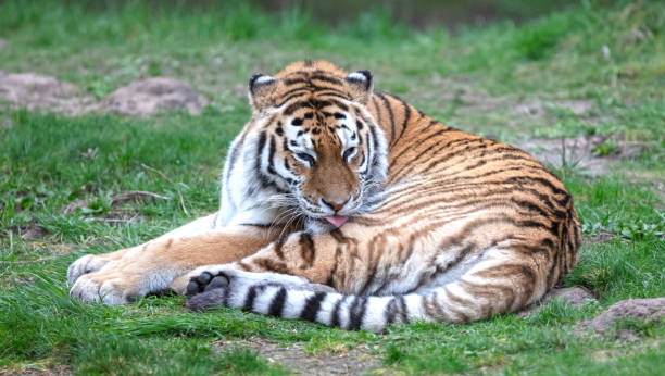 istock Amour tiger on the green grass 2040323269