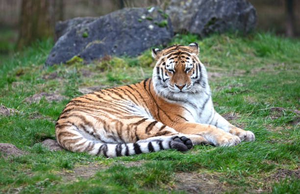 istock Amour tiger on the green grass 2040323280