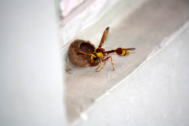 istock Red-and-yellow potter wasp or mason wasp (Delta pyriforme) building its mud nest : (pix Sanjiv Shukla) 2040323792