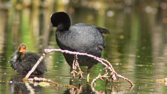 Coot (Fulica atra) chicks and parents swimming on a pond in the morning in summer time, Erfurt, Thuringia, Germany, Europe