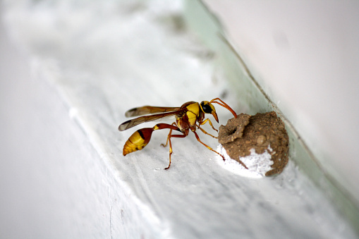 08Red-and-yellow potter wasp (Delta pyriforme) is a species of potter wasp in the family Vespidae, which is diverse, cosmopolitan family of wasps. Potter wasps (or mason wasps), the Eumeninae, are also cosmopolitan wasp group presently treated as a subfamily of Vespidae, but sometimes recognized in the past as a separate family, Eumenidae. Most eumenine species are black or brown, and commonly marked with strikingly contrasting patterns of yellow, white, orange, red or combinations thereof.