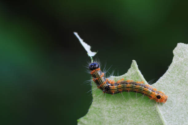 istock Lepidoptera larvae in the wild, North China 2040329685