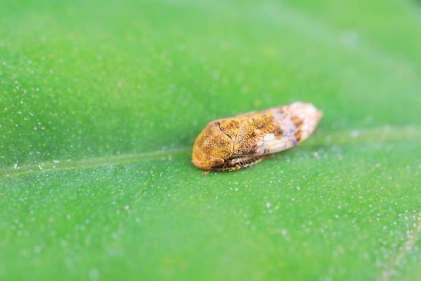 istock Leaf cicada on wild plants, North China 2040331838