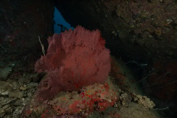 Red coral underwaterworld kohtao thailand