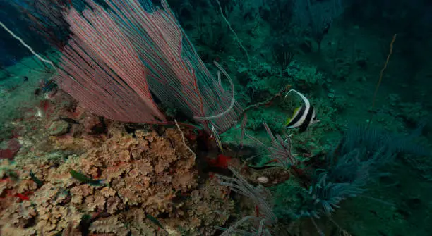 Red coral underwaterworld kohtao thailand