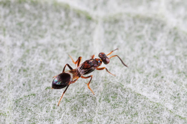 istock Bee insects in the wild, North China 2040344756