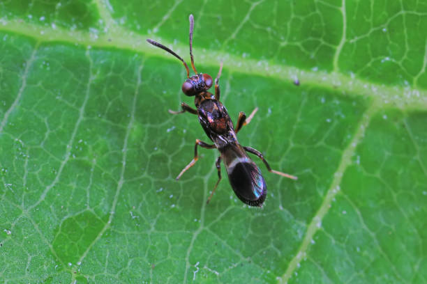 istock Bee insects in the wild, North China 2040345267
