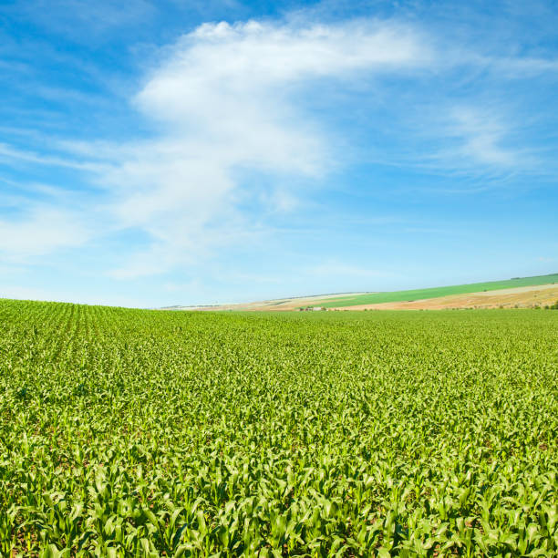 istock Green field of corn and blue sky. 2040345280