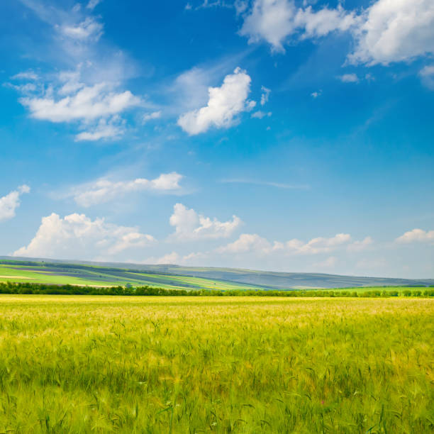 istock Green wheat field and blue sky. 2040346333