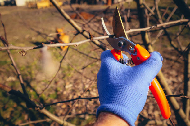istock Seasonal pruning trees with pruning shears. Gardener pruning a tree branch by secateurs in garden, closeup 2040346889
