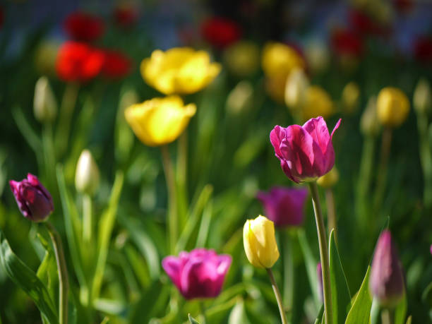 Colorful tulips bloom on a sunny spring day.