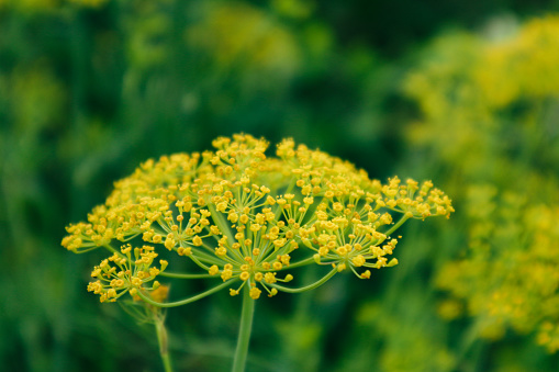 Fennel (Foeniculum vulgare) flower isolated in green garden. Yellow dill plant and flower as agricultural background. Close up of blooming dill flowers on blurred background.