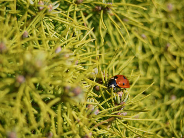 istock Close up photo of a ladybug on pine needles 2040348489
