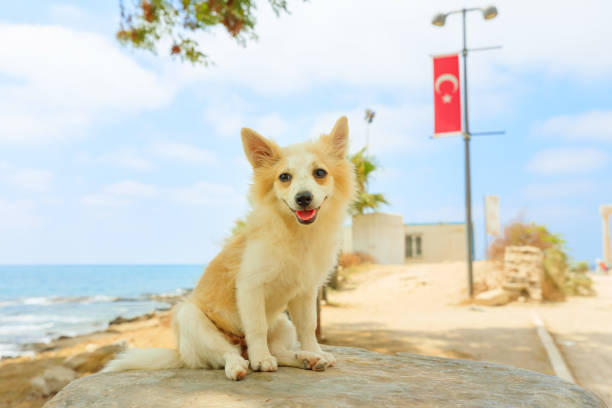 Nice dog with turkish flag at Side archaeological site Turkey.