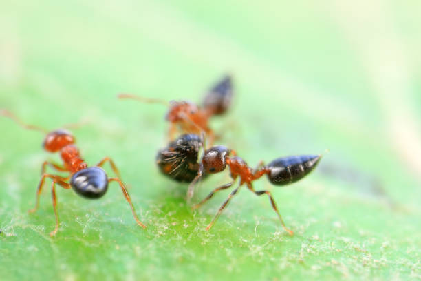 Ants in the wild, North China