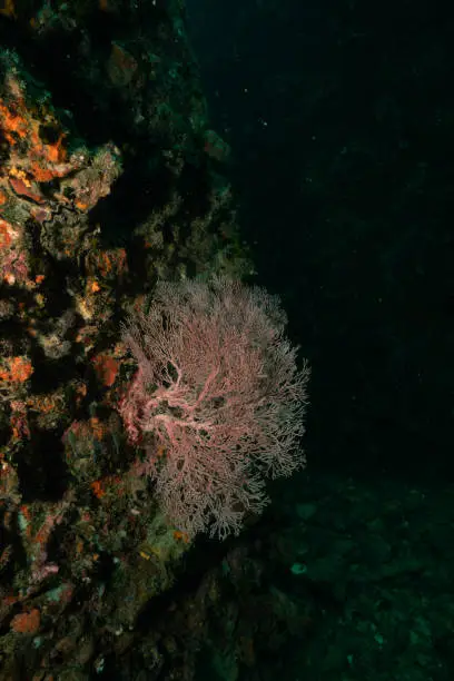 Red coral on a rock underwaterworld kohtao thailand