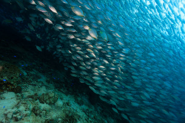istock School of YELLOW STRIPE TREVALLY 2040370969