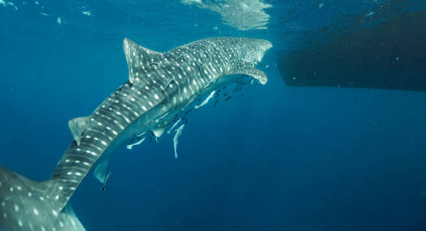 istock Whaleshark swim to surface 2040372538