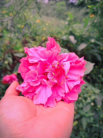 Tocando con una mano una Rosa rosada, admirando la belleza y sus hermosos pétalos, con un fondo desenfocado de naturaleza .