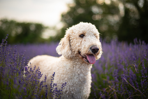 White curly haired dog stands in lavender field with tongue out