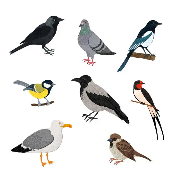 Vector illustration of City Birds Set Colorful Illustration
