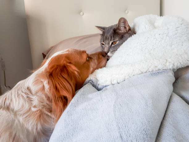 istock Cute Epagneul Breton with cat 2040389958