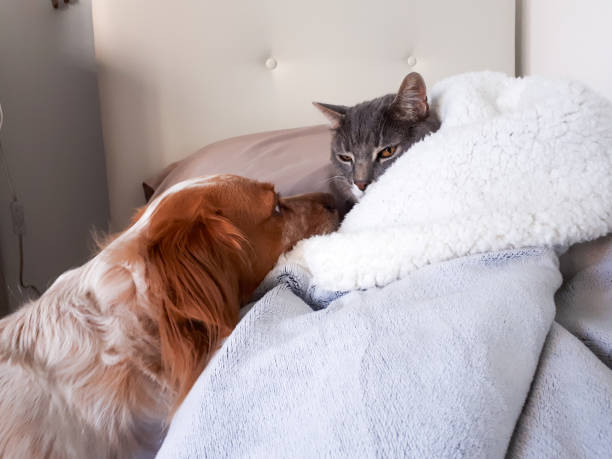 istock Cute Epagneul Breton with cat 2040390472