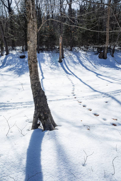 Pine and fir forest in winter time with a thick layer of snow