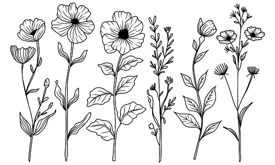 Assortment of sketched botanicals. A curated set of illustrated foliage and floral stems