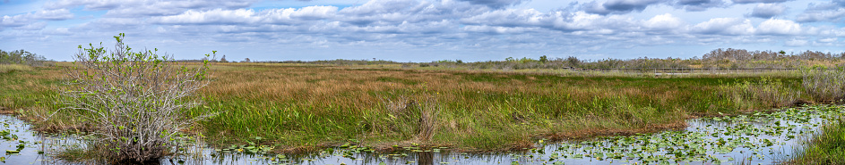 Panoramic view of the open grass of the Florida Everglades swamp. High quality photo