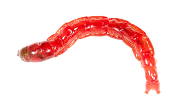istock Red bloodworm isolated on white background. Macro 2040400012
