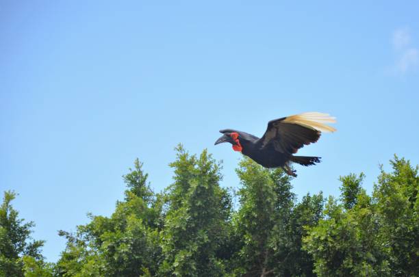 istock Southern ground hornbill in Tenerife 2040411862