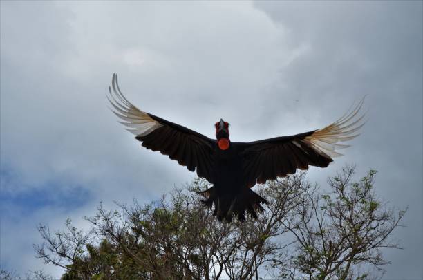 istock Southern ground hornbill in Tenerife 2040412434