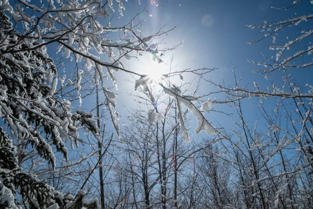 Walk in the snowy woods with clear blue sky and sun flares.