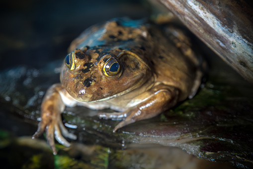 Encounter the American Bullfrog: a striking, big amphibian thriving in its natural habitat. With its yellow-brown hue, it dominates ponds and wetlands, a true marvel of wild nature.