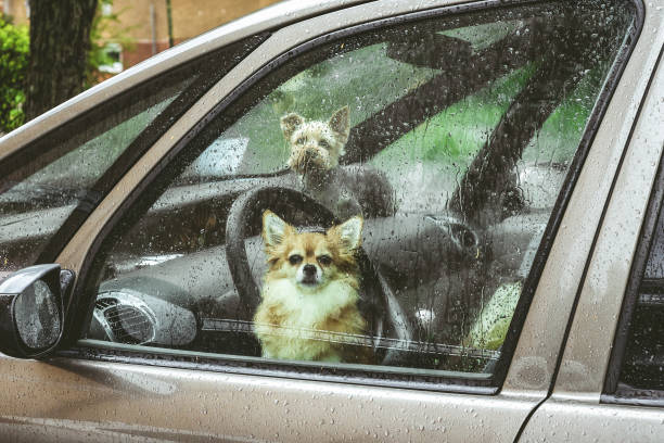 istock Dog left alone in locked car. Abandoned animal concept. 2040424914