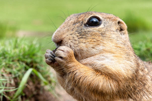 istock European ground squirrel eating food 2040429787