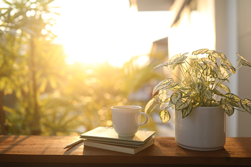 Coffee cup and notebook and Angel wings plant on wooden table under sunlight