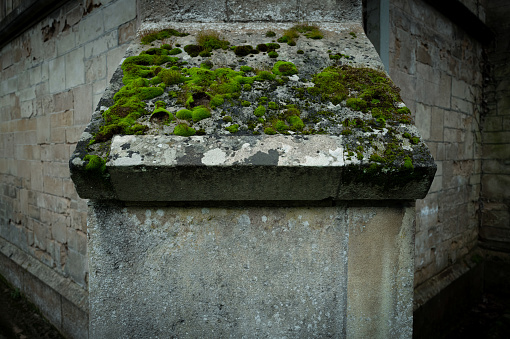 Colony of damp moss seen on an exterior stonework column on an English church. This area is in near constant shade from a nearby forest.