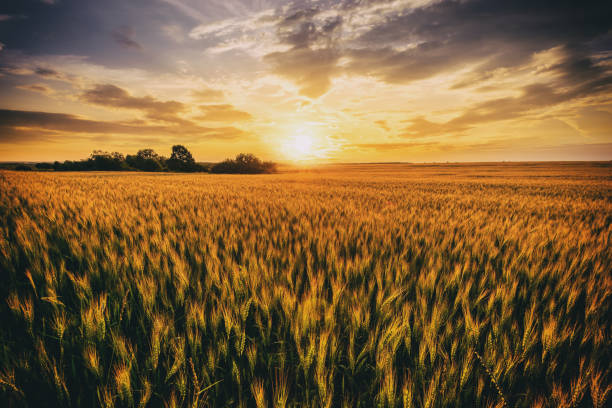 istock Sunset or sunrise in a rye or wheat field with a dramatic cloudy sky in a summer. Summertime landscape. Agricultural fields. Aesthetics of vintage film. 2040432494