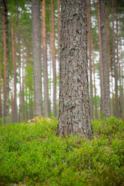istock a selected focus on pine tree trunk in a beautiful green forest. 2040435126