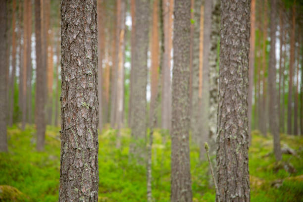 istock selected focus on pine tree trunk in a beautiful green forest. 2040435131