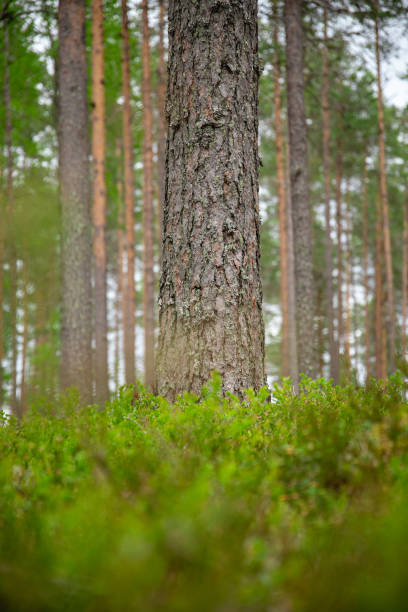 selected focus on pine tree trunk in a beautiful green forest.