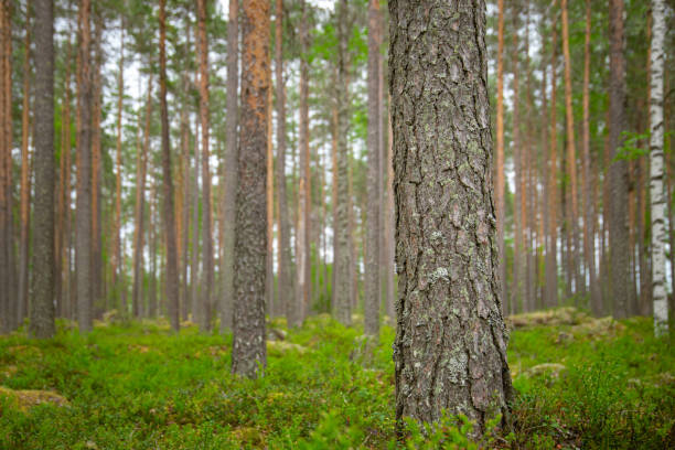 istock selected focus on pine tree trunk in a beautiful green forest. 2040436723
