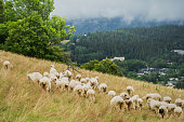 Sheep graze in a meadow on a mountain slope in the Polish Tatras, sky with storm clouds.