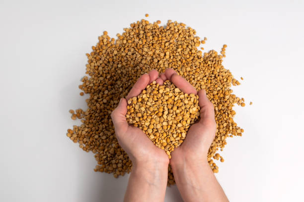 istock A handful of yellow dried peas on a white background 2040444701