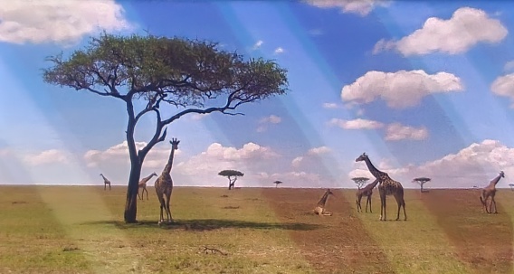 African Hoofed Mammal Belonging Genus Giraffe (this photo taken from inside of the Car & the Device Name is S******g G****y S24 Ultra)