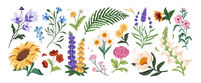 Wildflowers set. Different meadow plants with buds, leaves. Wild flowers: cornflower, daffodil, lupine, peony. Field nature. Botanical decoration. Flat isolated vector illustration on white background.